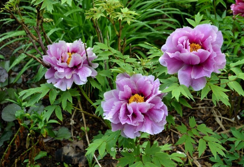 Paeonia-suffruticosa-Kamata-Nishiki-2