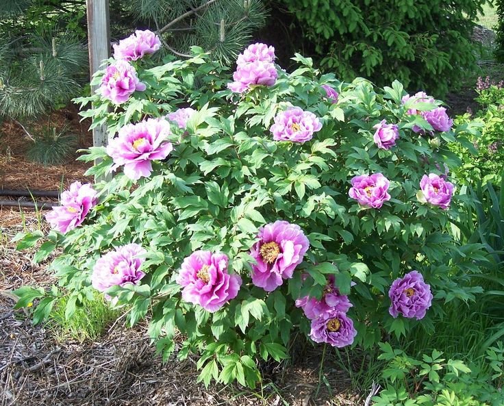 Paeonia-suffruticosa-Kamata-Nishiki-3