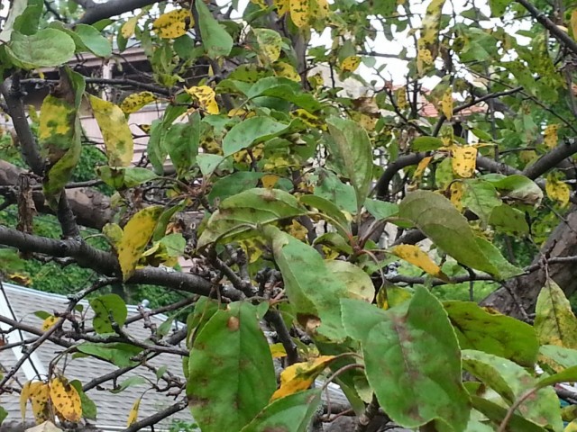 Пожелтевшие листья яблони, пораженные паршой