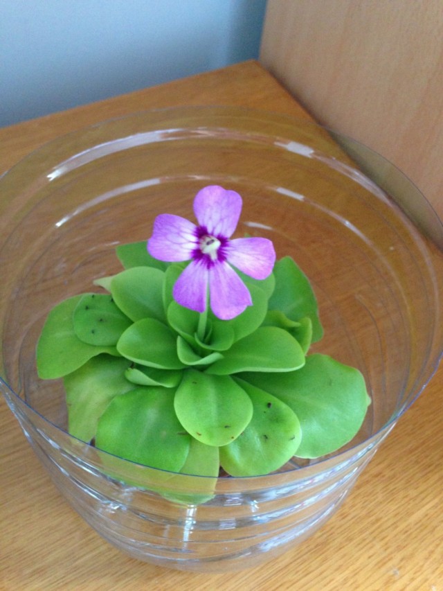 Жирянка (Pinguicula) Жирянка (Pinguicula)