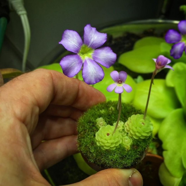 Жирянка (Pinguicula) Жирянка (Pinguicula)