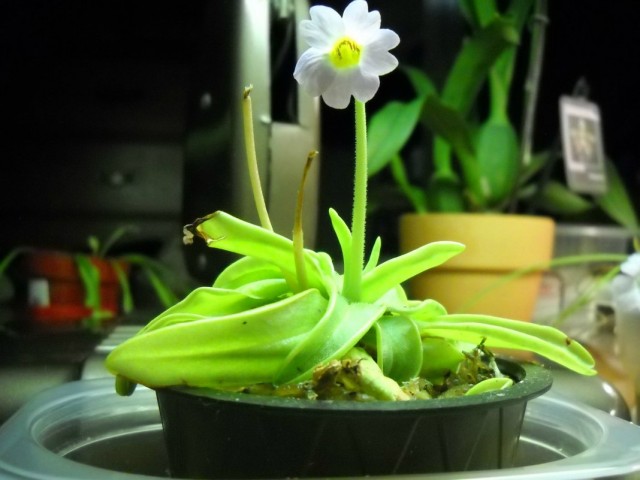 Жирянка (Pinguicula) Жирянка (Pinguicula)