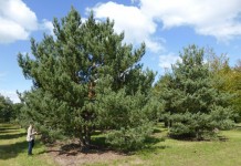 Сосна обыкновенная (Pinus sylvestris)