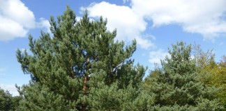 Сосна обыкновенная (Pinus sylvestris)