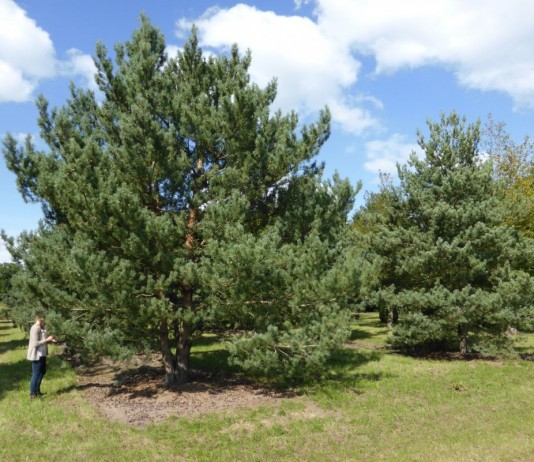 Сосна обыкновенная на вашем участке - Особенности ухода Сосна обыкновенная (Pinus sylvestris)
