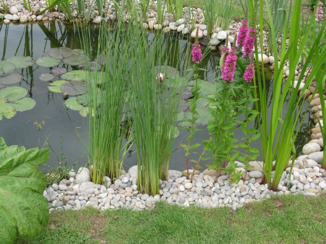 Декоративные растения возле пруда