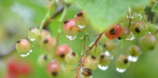 Куст смородины после дождя
