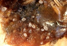 Луковичный корневой клещ (Rhizoglyphus echinopus)