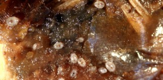 Луковичный корневой клещ (Rhizoglyphus echinopus)