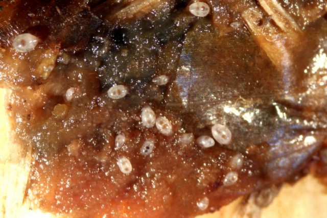 Луковичный корневой клещ (Rhizoglyphus echinopus) Луковичный корневой клещ (Rhizoglyphus echinopus)