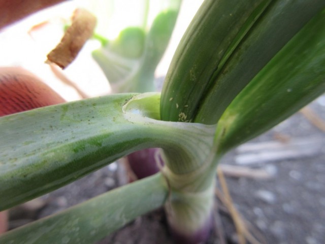 Личинки табачного трипса на луке (Thrips tabaci) Личинки табачного трипса на луке (Thrips tabaci)
