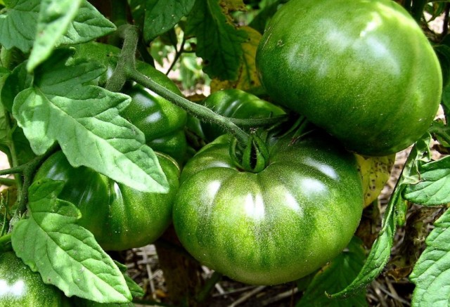 Незрелые плоды томата Незрелые плоды томата