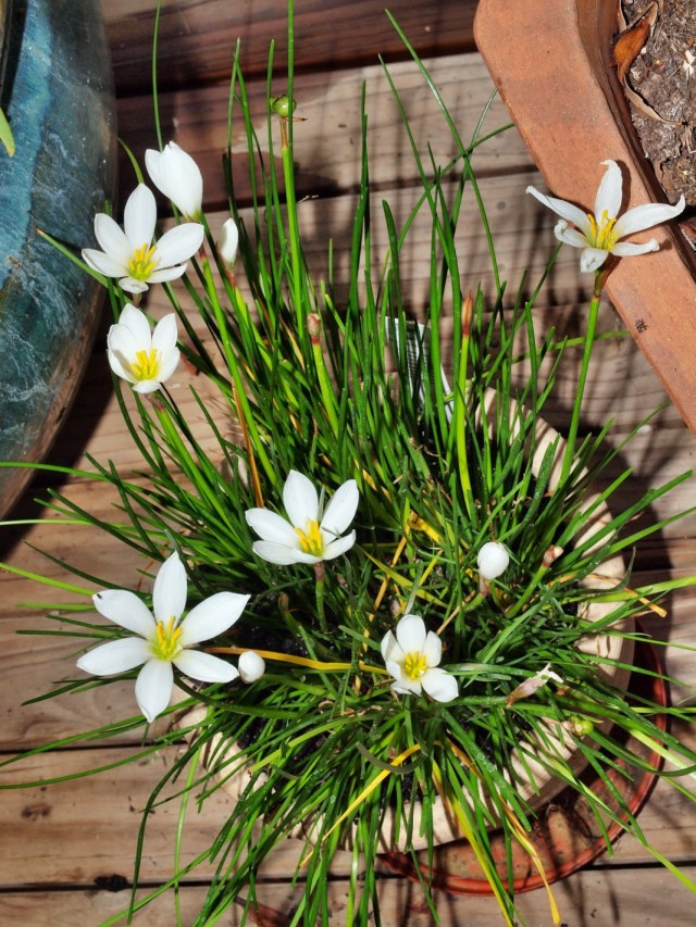 Зефирантес (Zephyranthes) Зефирантес (Zephyranthes)