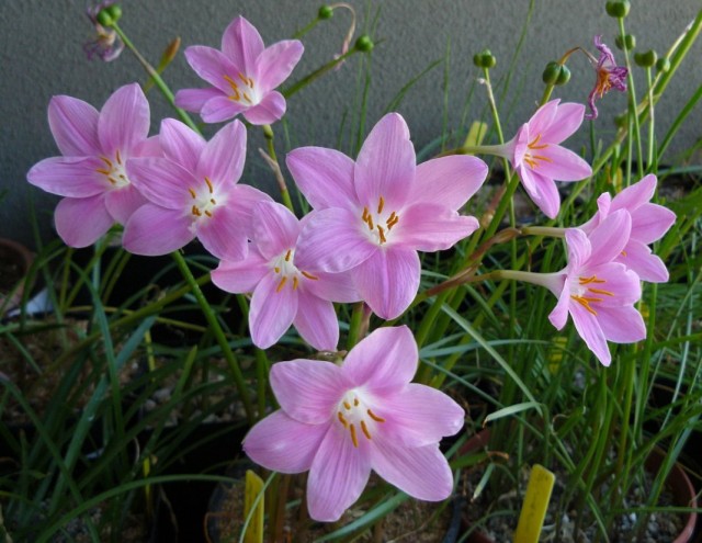 Зефирантес (Zephyranthes) Зефирантес (Zephyranthes)