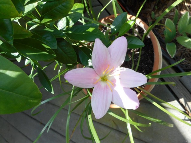 Зефирантес (Zephyranthes) Зефирантес (Zephyranthes)