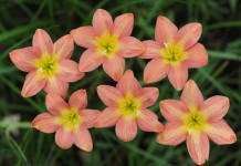 Зефирантес (Zephyranthes)