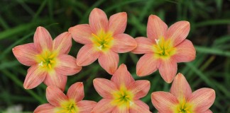 Зефирантес (Zephyranthes)