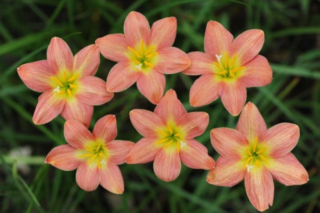 Зефирантес (Zephyranthes) Зефирантес (Zephyranthes)