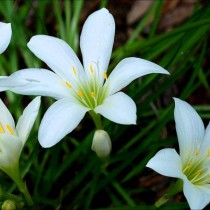 Зефирантес атамасский (Zephyranthes atamasco) Зефирантес атамасский (Zephyranthes atamasco)