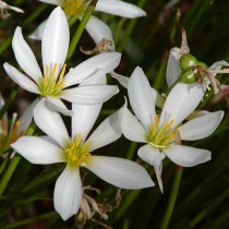Зефирантес белый (Zephyranthes candida) Зефирантес белый (Zephyranthes candida)