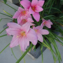 Зефирантес крошечный (Zephyranthes minuta) Зефирантес крошечный (Zephyranthes minuta)