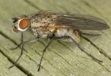 Луковая муха (Delia antiqua)