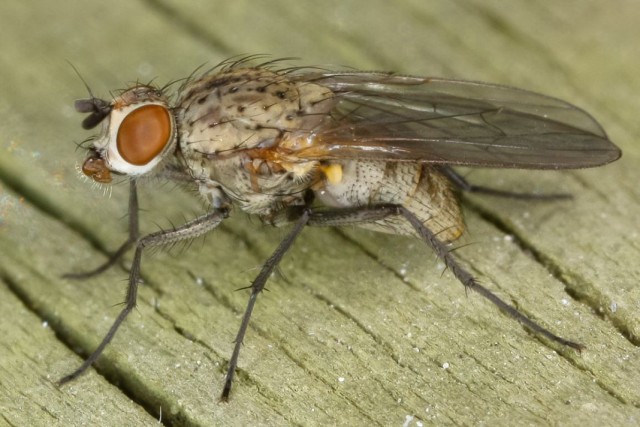Луковая муха (Delia antiqua)