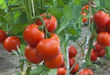 Плоды томата на ветках растения