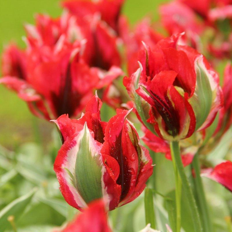 tulipa-esperanto-1