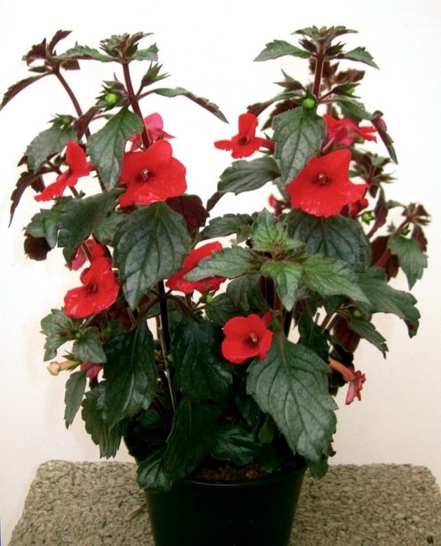 Ахименес прямостоячий (Achimenes erecta) Ахименес прямостоячий (Achimenes erecta)