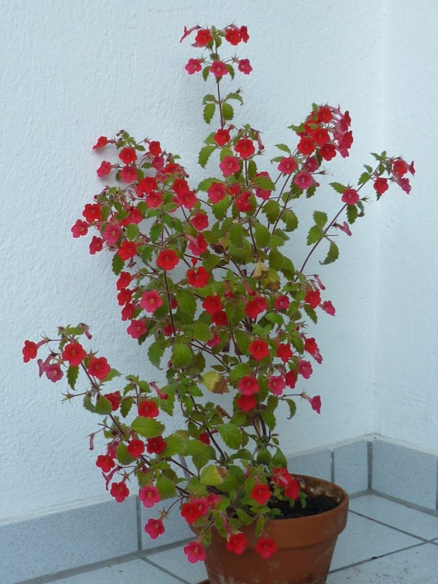 Ахименес прямостоячий (Achimenes erecta) Ахименес прямостоячий (Achimenes erecta)