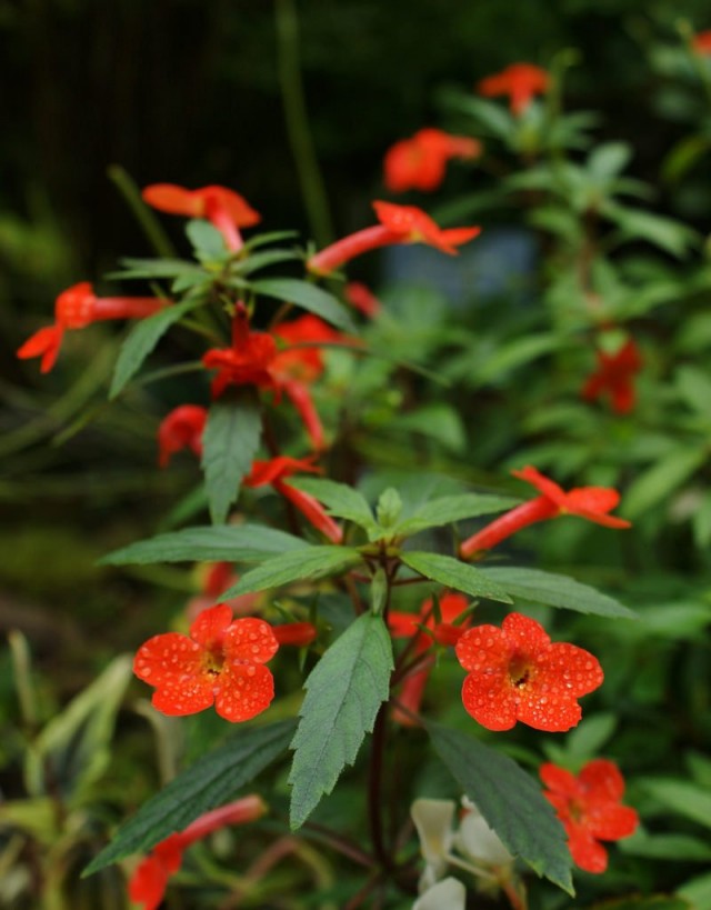 Ахименес прямостоячий (Achimenes erecta) Ахименес прямостоячий (Achimenes erecta)