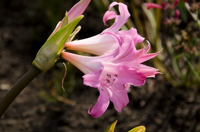 Амариллис белладонна, Амариллис красавица (Amaryllis belladonna) Амариллис белладонна, Амариллис красавица (Amaryllis belladonna)