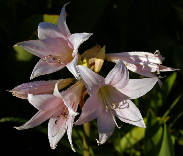 Амариллис белладонна, Амариллис красавица (Amaryllis belladonna) Амариллис белладонна, Амариллис красавица (Amaryllis belladonna)