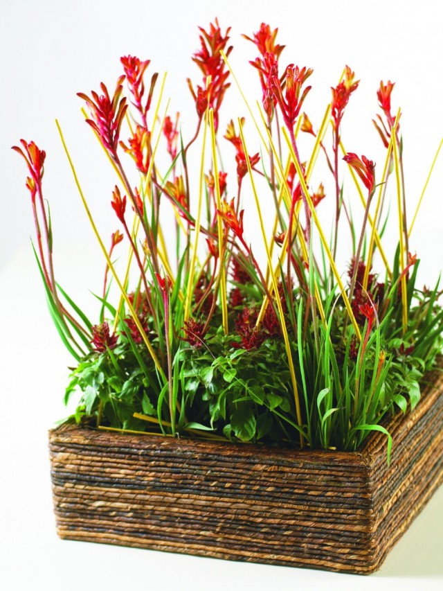 Анигозантос (Anigozanthos) Анигозантос (Anigozanthos)