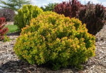 Куст барбариса тунберга "БейлЭрин" (Berberis thunbergii 'BailErin')