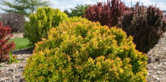 Куст барбариса тунберга "БейлЭрин" (Berberis thunbergii 'BailErin')