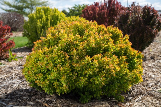 Куст барбариса тунберга "БейлЭрин" (Berberis thunbergii 'BailErin') Куст барбариса тунберга "БейлЭрин" (Berberis thunbergii 'BailErin')