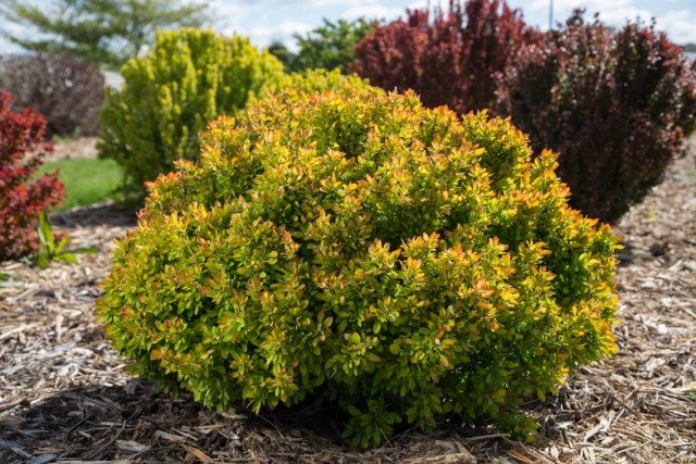 Куст барбариса тунберга &amp;amp;amp;quot;БейлЭрин&amp;amp;amp;quot; (Berberis thunbergii &amp;amp;#39;BailErin&amp;amp;#39;)