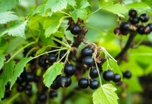 Размножение чёрной смородины зелеными черенками