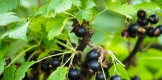Размножение чёрной смородины зелеными черенками