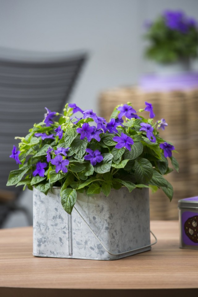 Броваллия красивая (Browallia speciosa) Броваллия красивая (Browallia speciosa)