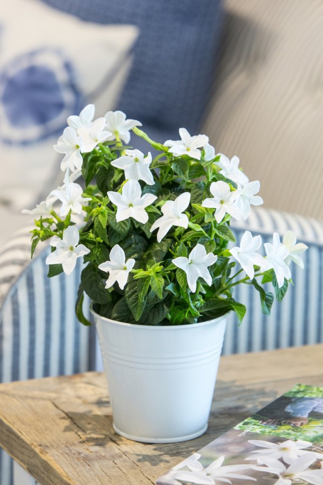 Броваллия красивая (Browallia speciosa) Броваллия красивая (Browallia speciosa)