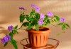 Броваллия красивая (Browallia speciosa)