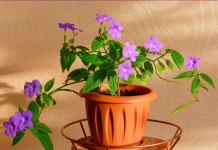 Броваллия красивая (Browallia speciosa)
