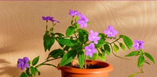 Броваллия красивая (Browallia speciosa)