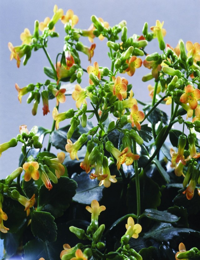 Бриофиллум Мангина, или Каланхоэ Мангина (Bryophyllum manginii) Бриофиллум Мангина, или Каланхоэ Мангина (Bryophyllum manginii)