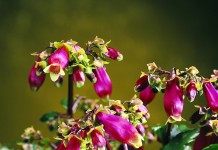 Бриофиллум Мангина (Bryophyllum manginii)