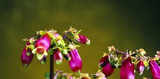 Бриофиллум Мангина (Bryophyllum manginii)