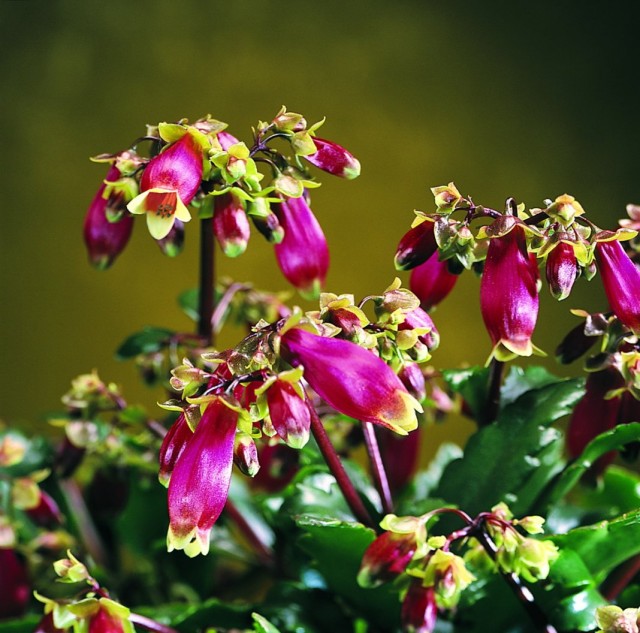 Бриофиллум Мангина (Bryophyllum manginii) Бриофиллум Мангина (Bryophyllum manginii)